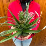 Ananás (Ananas comosus) ´MI AMIGO´ - výška 20-25 cm, kont. C1,5L
